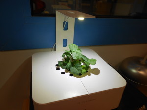 Our smart plant and sharing the planet!